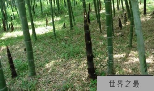 长得最快的植物：毛竹，两个月高达20米(1)