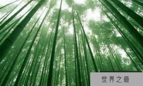 长得最快的植物：毛竹，两个月高达20米(2)
