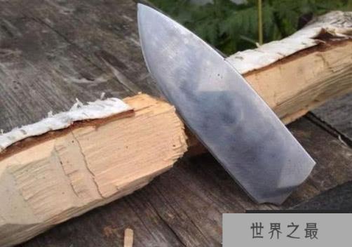 世界上最硬的树：铁桦树，比钢铁都要硬的树(图1)