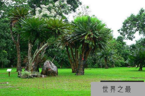 世界上生长最慢的树：尔威兹加树，100年仅长高30厘米(图1)