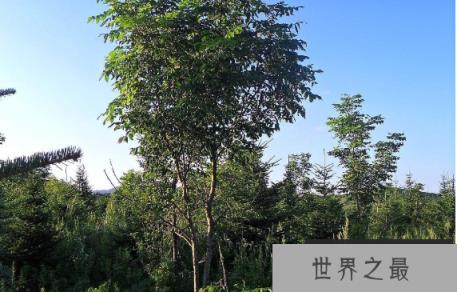 世界上生长最慢的树：尔威兹加树，100年仅长高30厘米(图2)