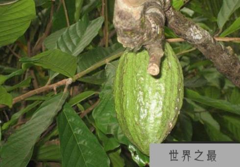 世界上最毒的树：箭毒木，见血封喉，五步毙命(图1)