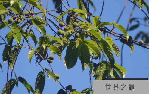 世界上最毒的树：箭毒木，见血封喉，五步毙命(图2)