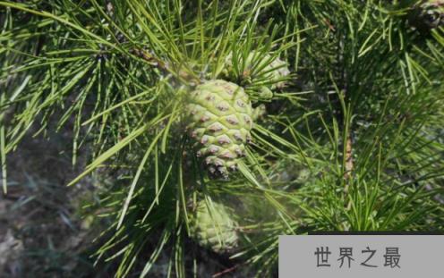 抗紫外线能力最强的植物：南欧黑松，直射635小时仍没事(图1)