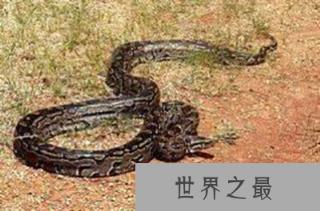 地球恐怖的十大蟒蛇，血蟒竟是蛇类中最弱个体!