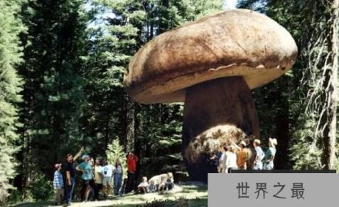 世界上最大的蘑菇，约1665个足球场大，年龄2400岁（图1）