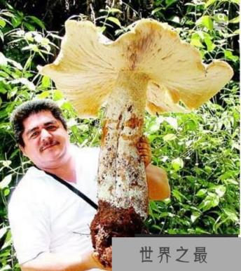 世界上最大的蘑菇，约1665个足球场大，年龄2400岁（图2）
