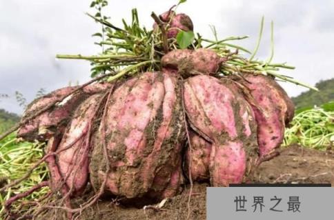 世界上最大的番薯，重36公斤的大番薯（产地中国浙江）