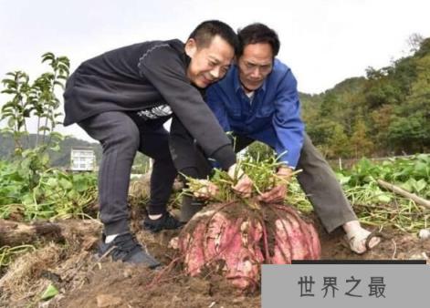 世界上最大的番薯，重36公斤的大番薯（产地中国浙江）