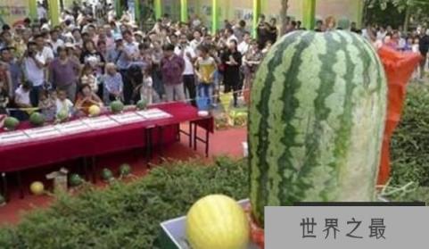 世界上最大的西瓜，重达158公斤，很大但不甜（图3）