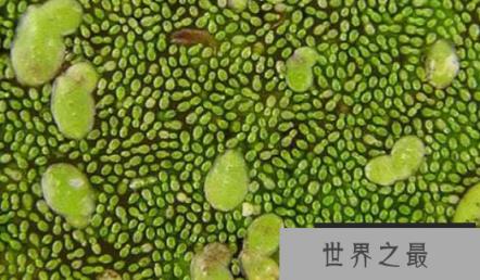 世界上最小的种子，斑叶兰的种子，大小仅0.3毫米（图1）