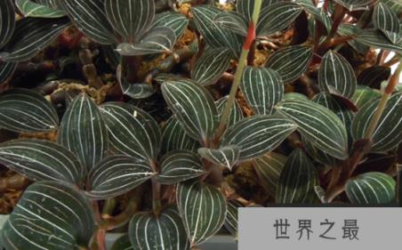 世界上最小的种子，斑叶兰的种子，大小仅0.3毫米（图2）