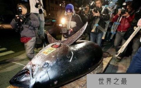 世界上最大的金枪鱼:重达834斤,售价12万元