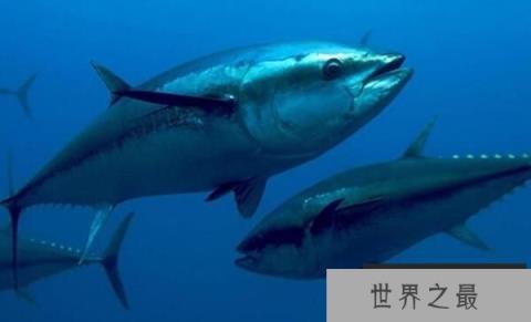 世界上最大的金枪鱼:重达834斤,售价12万元