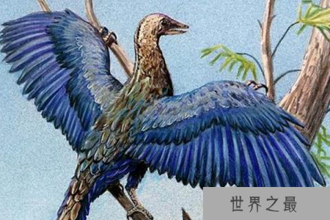 鸟的祖先是什么动物?全身长满羽毛(能滑翔或低飞) 鸟的祖先是什么动物?全身长满羽毛(能滑翔或低飞)