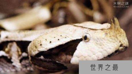 世界上毒牙最长的蛇，加蓬咝蝰咬住不松口
