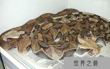 世界上毒牙最长的蛇,加蓬咝蝰咬住不松口