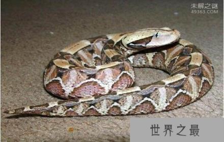 世界上毒牙最长的蛇,加蓬咝蝰咬住不松口