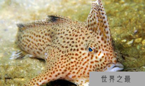 斑点疣躄：用“手”行走的鱼（在垃圾堆中繁殖）