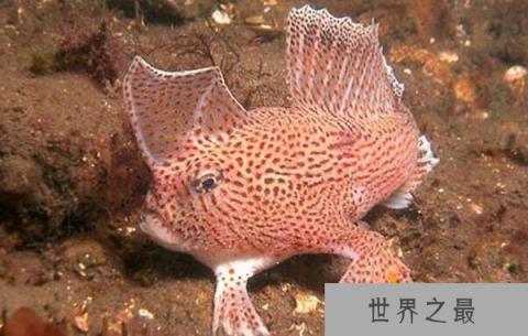 斑点疣躄：用“手”行走的鱼（在垃圾堆中繁殖）