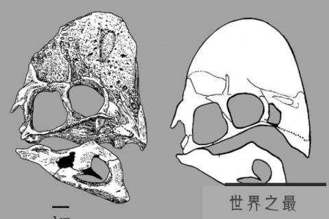 瑞钦龙：蒙古小型偷蛋恐龙(长1.5米/骨骼纤细/头顶有半球形冠饰)