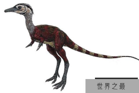 小驰龙：体型超级小的肉食恐龙(长1米/挖掘蚁巢觅食)