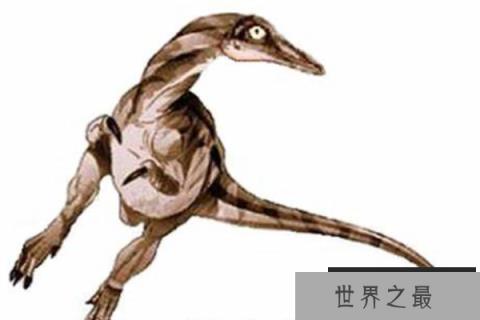 小驰龙：体型超级小的肉食恐龙(长1米/挖掘蚁巢觅食)