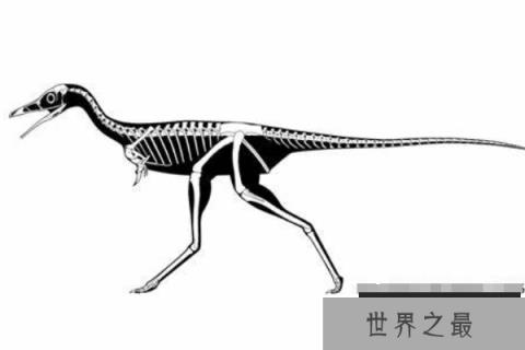 小驰龙：体型超级小的肉食恐龙(长1米/挖掘蚁巢觅食)