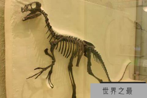 嗜鸟龙：侏罗纪迷你肉食恐龙(长2米/视力超好/奔跑速度快)