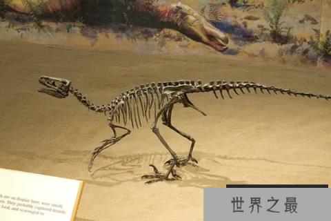 嗜鸟龙：侏罗纪迷你肉食恐龙(长2米/视力超好/奔跑速度快)