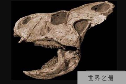 扁角龙：颈盾短小的植食恐龙，别名鞑靼扁角龙