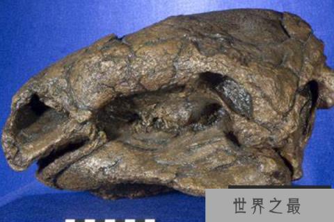 胄甲龙：北美大型甲龙之一，鳞甲与骨板护身(尾巴长2米)