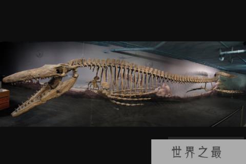 海王龙：白垩纪海洋中的顶级掠食者，体长17米的深海杀手