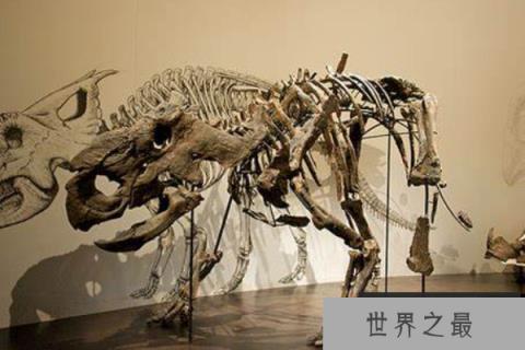 厚鼻龙：性情温顺的尖角龙亚科恐龙（体长7米/喜欢群居）