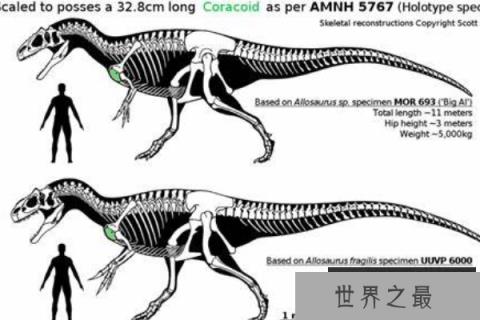 依潘龙：异特龙科的顶级肉食恐龙（长12米/鼻骨有角状装饰）