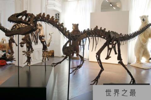 依潘龙：异特龙科的顶级肉食恐龙（长12米/鼻骨有角状装饰）