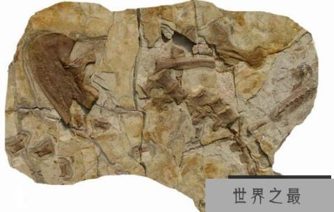 北票龙：一种长羽毛的草食恐龙（长2.2米/辽宁出土）