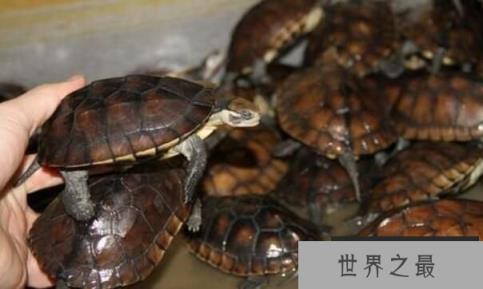 南石龟能长多大，怎么鉴别南石龟的纯度