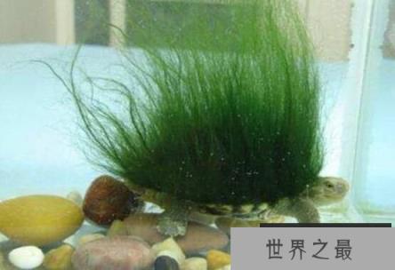 龟中瑰宝绿毛龟，享有“绿毛神龟”的美誉，中国四大珍奇龟之一