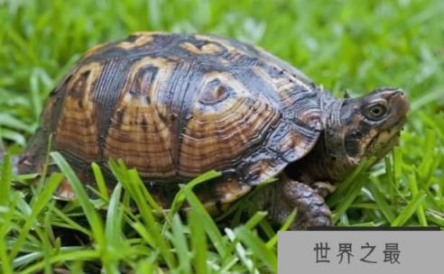 乌龟的寿命一般多长，乌龟长寿的秘诀(特殊的呼吸方式)