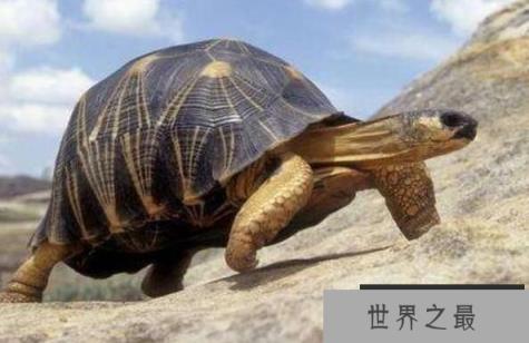 乌龟的寿命一般多长，乌龟长寿的秘诀(特殊的呼吸方式)