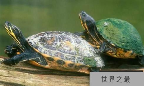 乌龟的寿命一般多长，乌龟长寿的秘诀(特殊的呼吸方式)