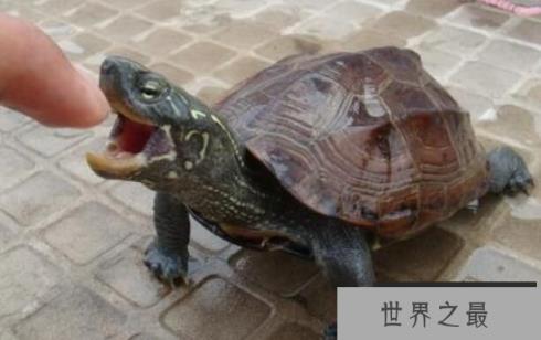 乌龟的寿命一般多长，乌龟长寿的秘诀(特殊的呼吸方式)