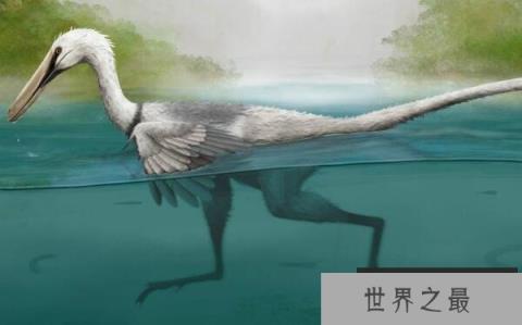 鹫龙：体型偏小的驰龙类恐龙，大长腿擅长奔跑