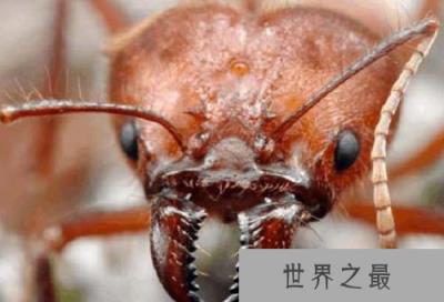 它是蚂蚁中的大力士，还能培育出蘑菇！