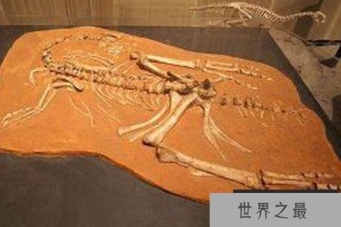 河源龙：酷似鸟类的小型偷蛋龙，已出土9具化石(鸟喙状嘴)