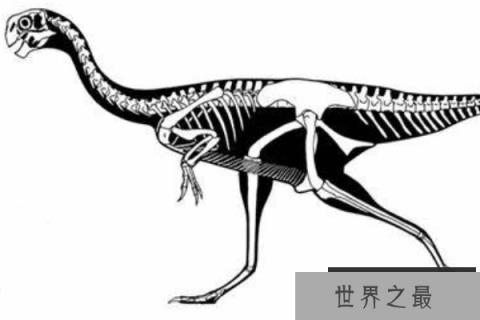 河源龙：酷似鸟类的小型偷蛋龙，已出土9具化石(鸟喙状嘴)