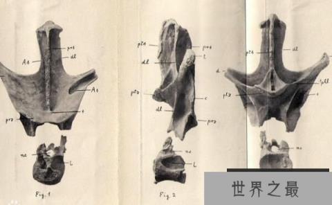 诺普乔椎龙（Nopscaspondylus）：阿根廷超级巨型恐龙，化石仅有脊椎骨