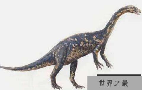皮萨诺龙（Pisanosaurus）：体长1米的小型食草恐龙