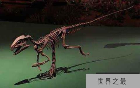 皮萨诺龙（Pisanosaurus）：体长1米的小型食草恐龙